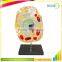 Animal Cell Anatomical Biological Model Teaching Aids