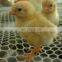 XINHAI Factory product HDPE plastic flat mesh/Farming plastic net