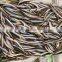 Good Price Frozen Sand Lance Whole Round