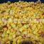Sinocharm BRC A Approved New Crop Organic 10*10mm IQF Apricot Cubes Frozen Diced Apricot
