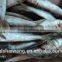 Hot sale Frozen Fish Sardinella lemuru Whole Round Exporting