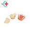 HC-S417 factory wholesale Dental high simulation Dental model human teeth model for studying