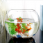 Ecological Turtle Cylinder Aquarium Glass Fish Tank Vase Air Plants Sand and Pebbles Small Glass Terrariums For Plants