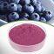 Bilberry Extract