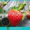 Biomass Fertilizer Control Agent--RSSC organic fertilizer