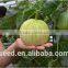 Shuangxing No.1 Chinese Pear-shape Hybrid Musk Melon Seeds