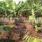Banana ,folwer, fruits, trees good quality farm drip irrigation systems