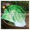 Hot Sell Cabbage Umbrella Sun And Rain Folding Unique Umbrella Cabbage Shape Umbrella