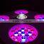 Horticultural Budmaster II 1200 G.O.D LED Grow Light 400w New Arrival 2015