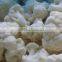 IQF Frozen Cauliflower With Good Quality for Sale