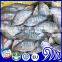 Frozen black tilapia size 500-800