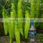 F1 Pepper For Growing New Golden Fortune 808