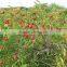 2016 new crop 100% wild non-polluted dried rosehip cracked