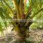 natural coconut fruit palm tree