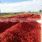 tomato paste 2015 Chinese crop 36/38% brix cold break