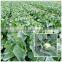 Hybrid F1 high yield broccoli seeds cauliflower seeds