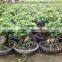 Ficus microcarpa ginseng bosnai