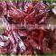 CHILLI / DRIED CHILLI / 2015 Exporters