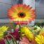 Top Rated Supplier Fresh Cut Flower China Fresh Grebera Wholesale