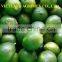 FRESH LIME SEEDLESS HIGH QUALITY/ GREEN COLOR