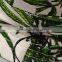 100% Cotton Marijuana Weed Leaves Printed Bucket Hat