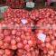 fresh onion on sale in this hot season before new year with high quality and reasonable price