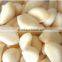 Hot sale garlic peeling machine/small garlic peeling machine