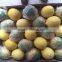 Good Quality of Fresh Lemon