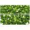 iqf green onion
