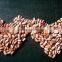 Wholesale price speckled beans light perfect light kidney beans