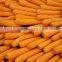 Fresh Carrot of High Quality & Competitive Price
