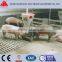 Dry/Wet plastic feeder for finishing Pig Farm