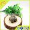 Best Raw Natural Propolis Of Manufacturer Crude Propolis Price Crude Propolis