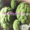 Q0908005 garden decoration topiary China wholesale green artificial moss balls