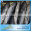 China Sea Food Factory Frozen Bonito Fish For Sale