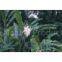 Rosemary Sharpleaf Galangal Fruit Pill