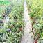 Eggplant Hydroponics and Coconut Cultivation Equipment/Hydroponics Growing Systems
