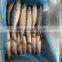IQF frozen pacific mackerel fish yellow tail pacific mackerel