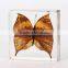 New Design Promotion Gifts Butterfly Wholesale Butterfly Paperweight