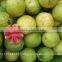 Pink ,White Guava Export in India