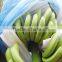 Blue And White LDPE Sleeves for Banana Bunch