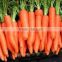 Chinese bulk fresh carrots