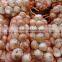 Fresh Yellow Onion / Red Onion