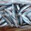 WR Frozen Mackerel 200-300g for Sale