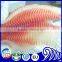 bulk tilapia fillet for tilapia buyer