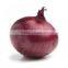 Quality Onion for export from india