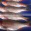 New Stock BQF Frozen W/R Silver Carp Fish