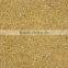 Foxtail Millet from India