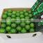 Vietnam Fresh Seedless Lime
