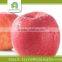 apple fuji, red delicious apple import from china